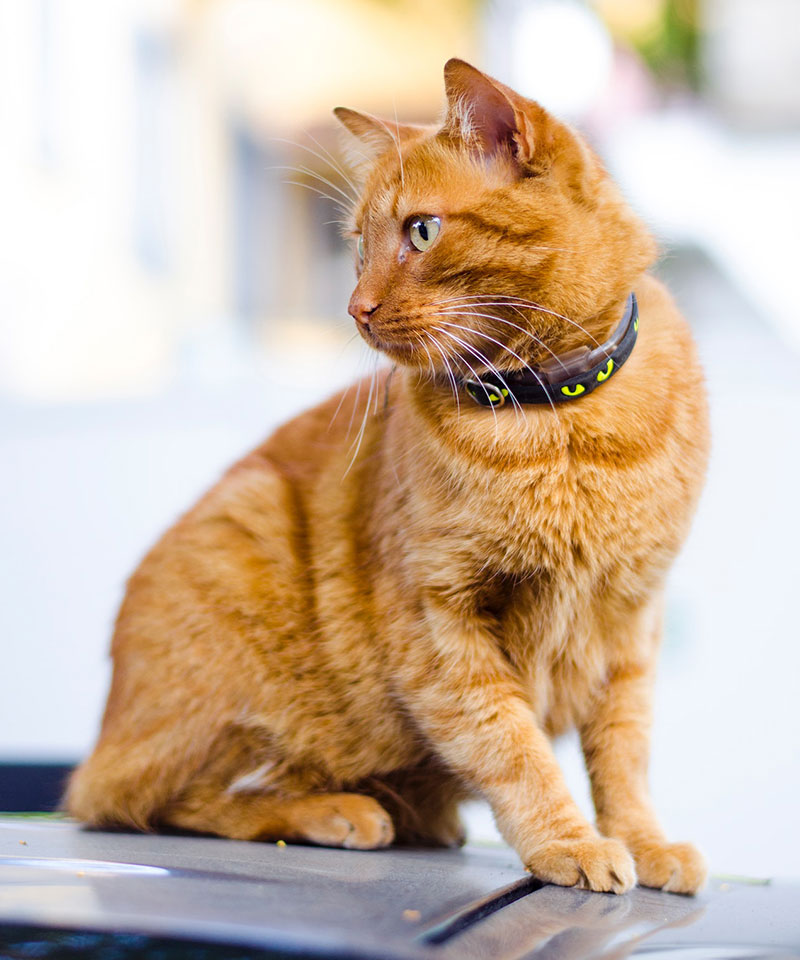 A ginger tabby cat with green eyes is sitting and looking to the side. The cat is wearing a black collar with yellow eyes on it, possibly from a recent trip to the veterinarian. The background is blurred.