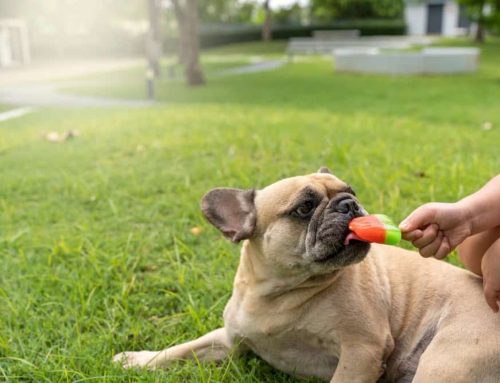 8 Essential Heat Safety Tips for Pet Owners