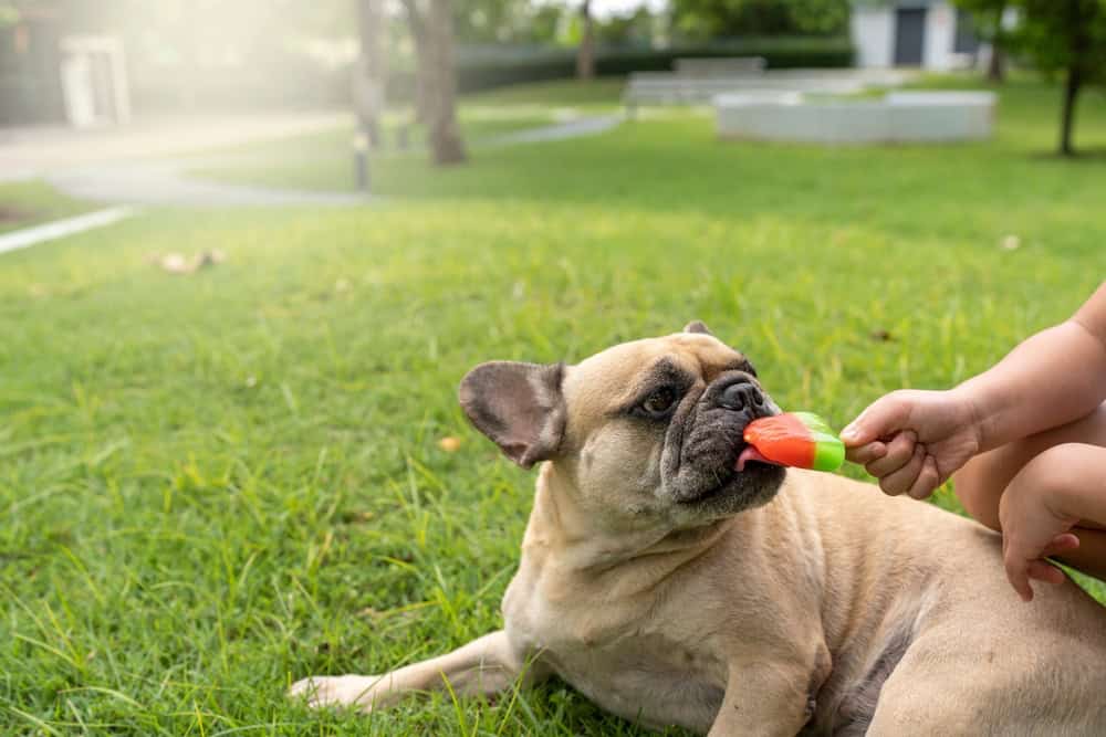 A tan bulldog lies on green grass in a park while a hand extends a colorful popsicle towards the dog's mouth. In the background, trees and walking paths are visible, creating an inviting scene. After visiting the veterinarian earlier, this treat is well-deserved for such a good pup!