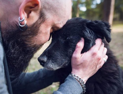 Saying “Goodbye” to Your Pet: Recognizing When It’s Time