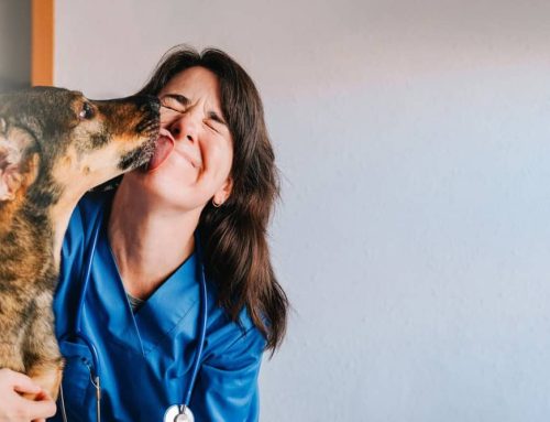 10 Unanticipated Ways Veterinarians Help Pets